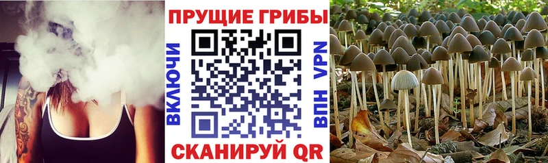Галлюциногенные грибы Psilocybine cubensis  купить наркотик  Асбест 